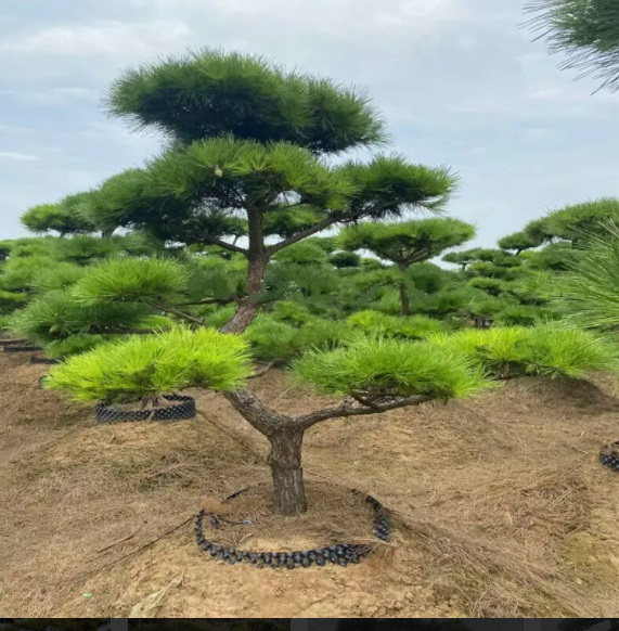 多風季節要注意萊蕪造型黑松倒伏的問題