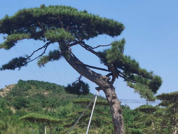 萊蕪造型油松造林選地很重要，撫育管理要記牢！