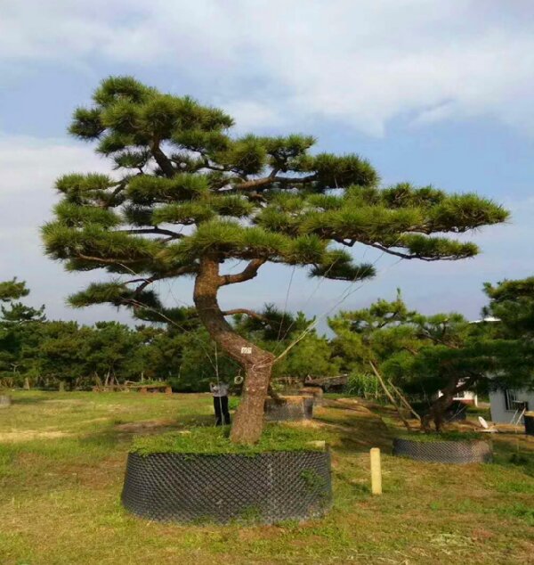 萊蕪造型黑松如何栽植才能生長(zhǎng)良好？